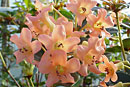macXinconspicuumRBGE-CC