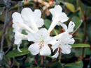 Rhododendron rappardii