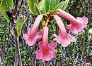 Rhododendron rhodochroum
