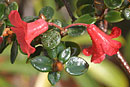 rubineiflorumXinconspicCC