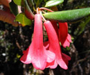 Rhododendron stanleyi