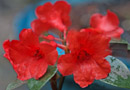 Rhododendron wilkiei