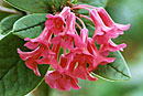 xcoriifoliumRBGE-CC