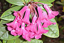 xcoriifoliumRBGE-CC